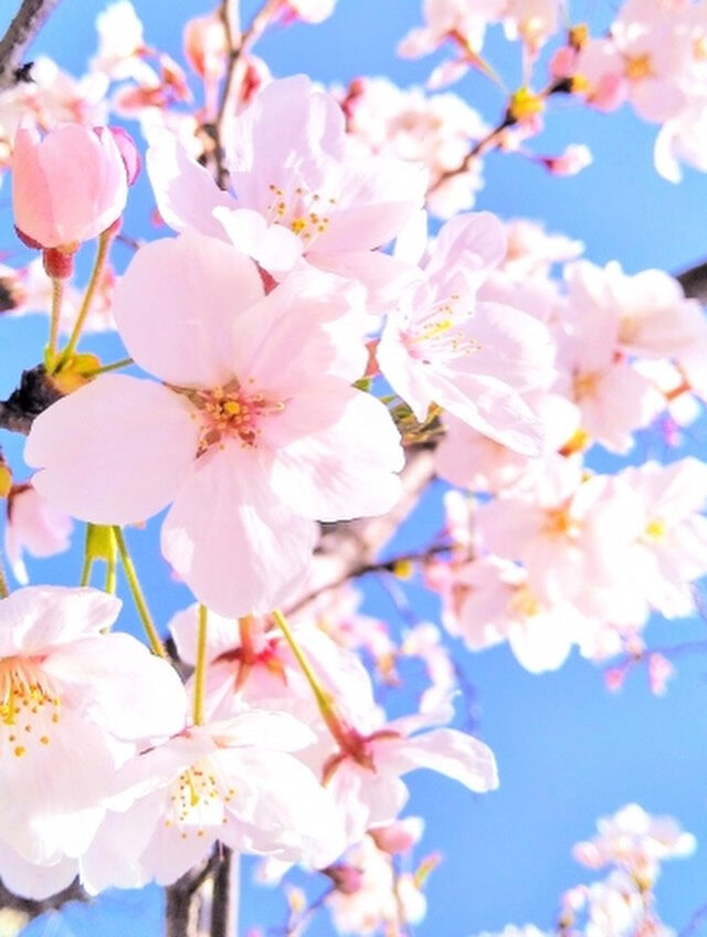 春めいてきました🌸